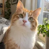 A ginger cat by a sunny window
